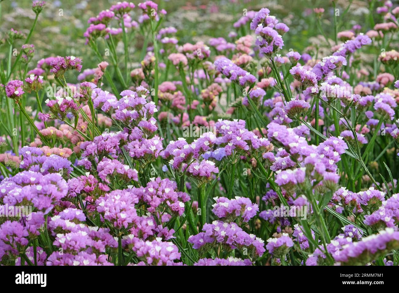 Purple Limonium platyphyllum, also called Sea Lavender, marsh rosemary, or statice, in flower. Stock Photo