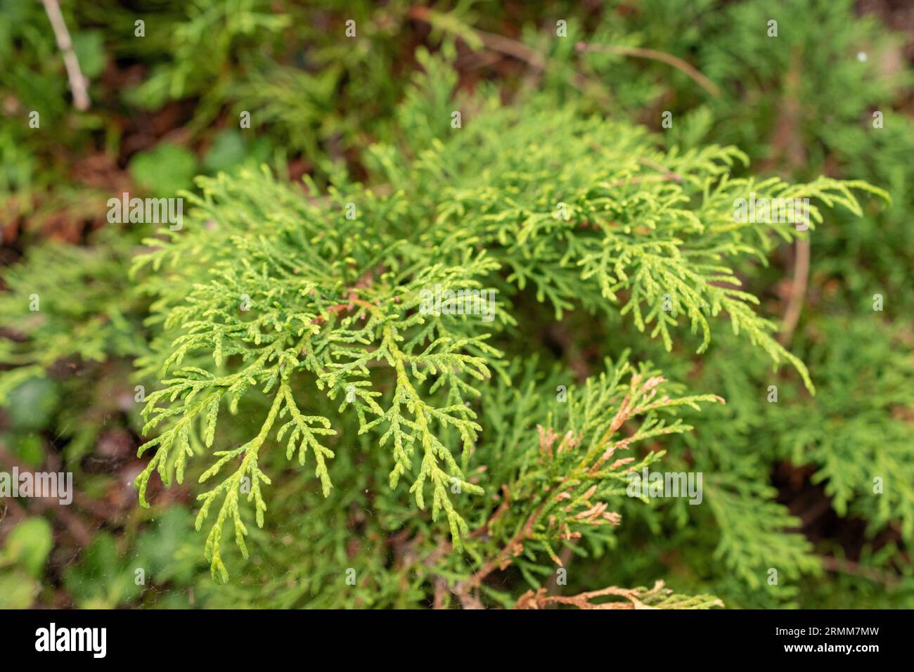 Zurich, Switzerland, August 9, 2023 Microbiota Decussata or siberian