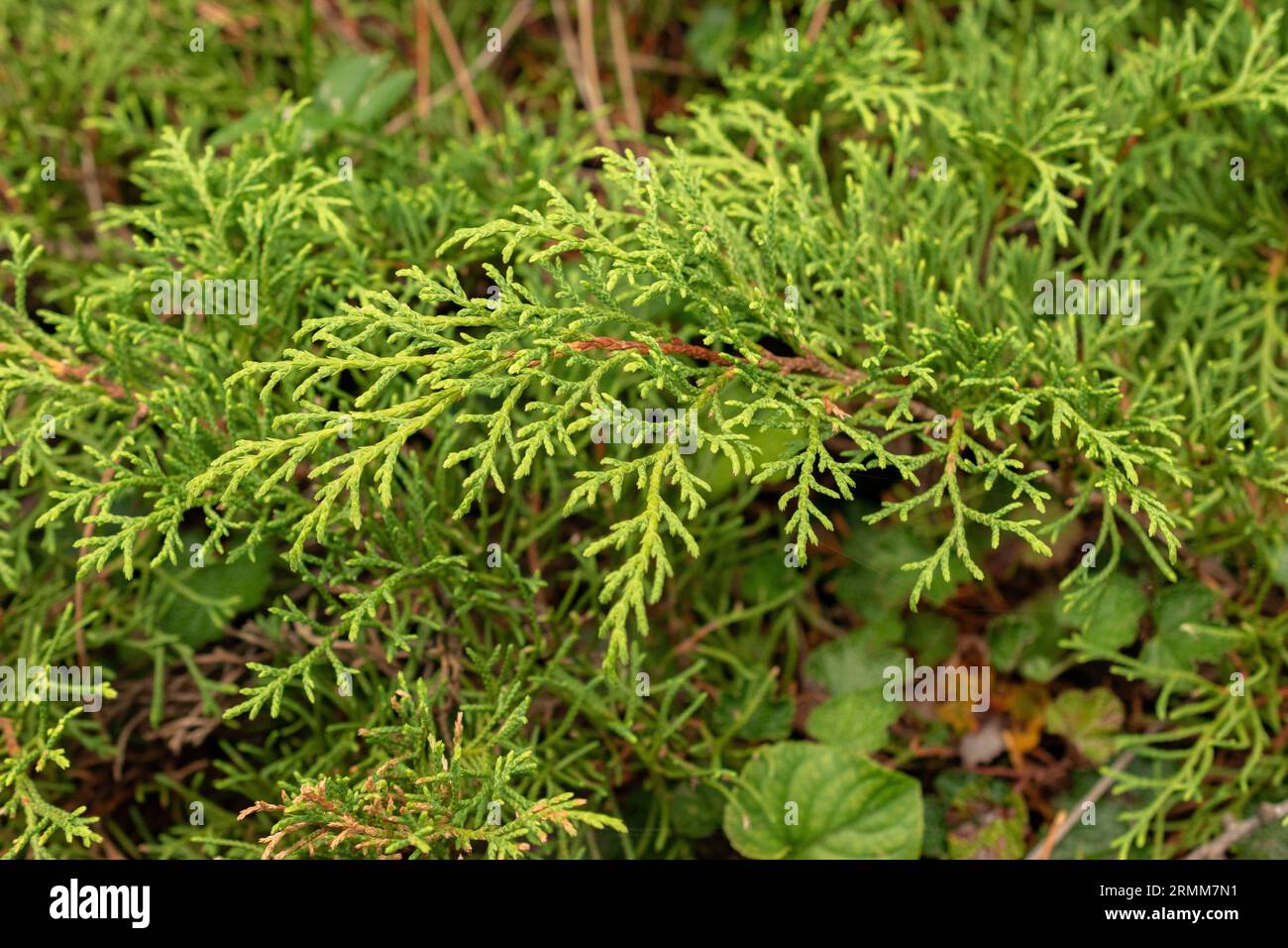 Zurich, Switzerland, August 9, 2023 Microbiota Decussata or siberian