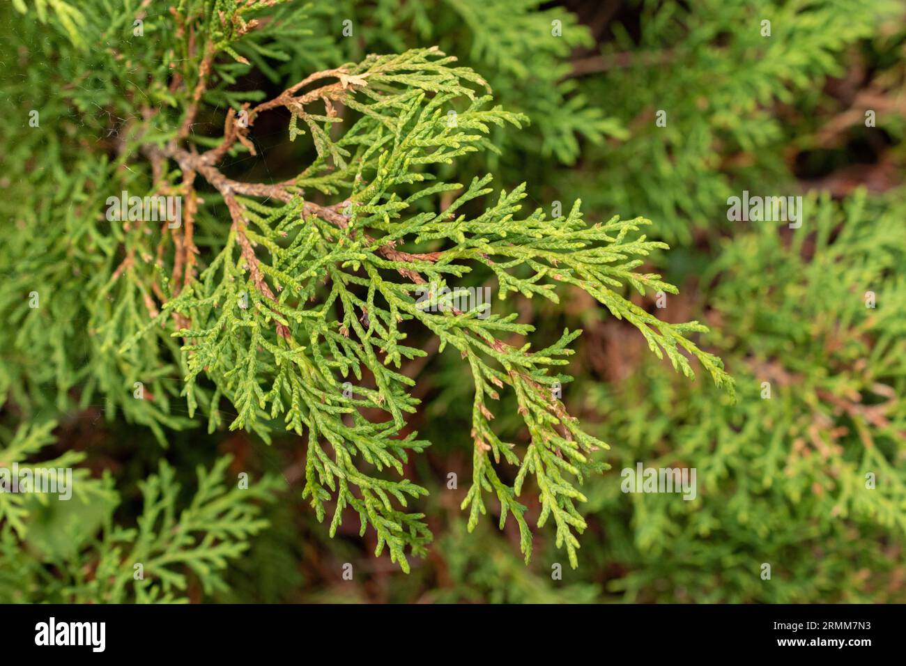 Zurich, Switzerland, August 9, 2023 Microbiota Decussata or siberian