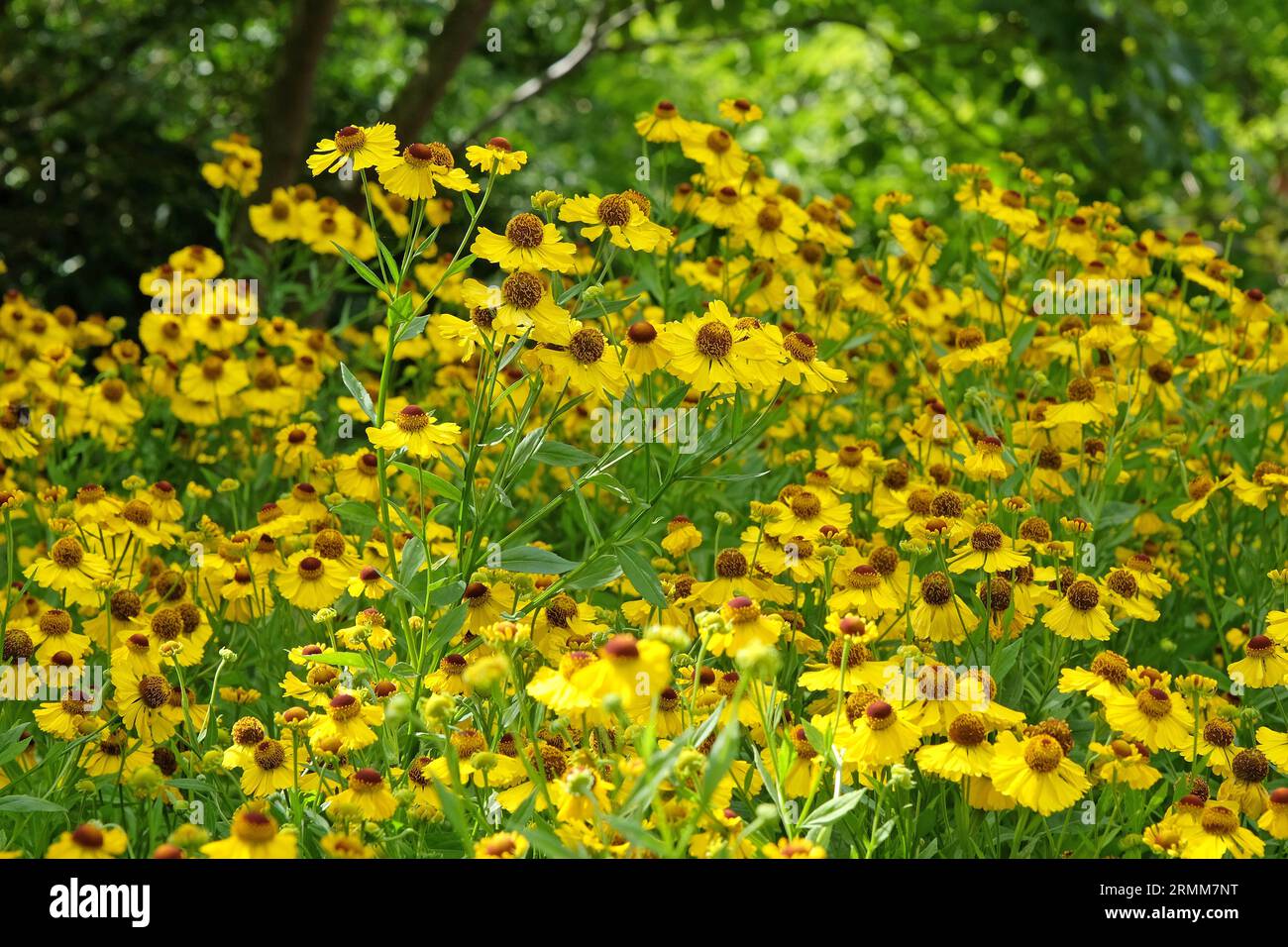 Yellow flowers perennial helenium hi-res stock photography and images ...