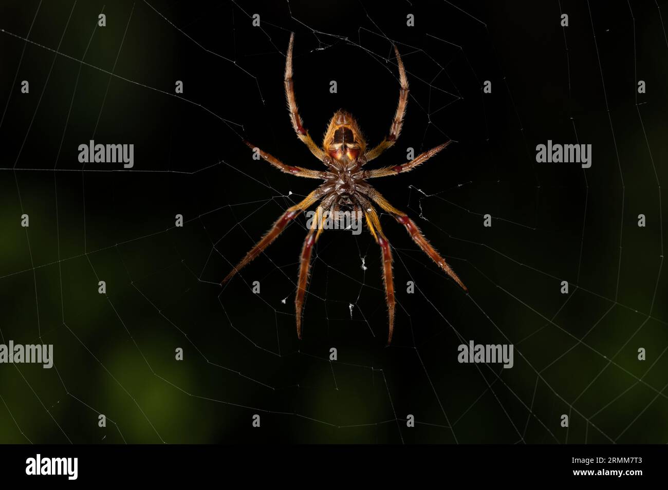 Big spider with yellow legs back view  macro Stock Photo