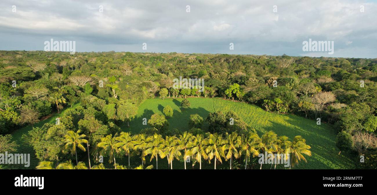 Panorama of green jungle landscape aerial drone view Stock Photo