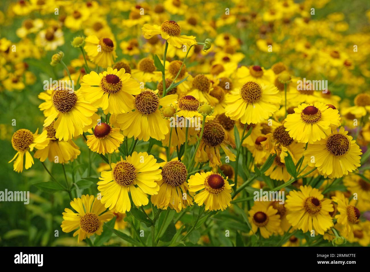 Yellow beauty nature hi-res stock photography and images - Alamy