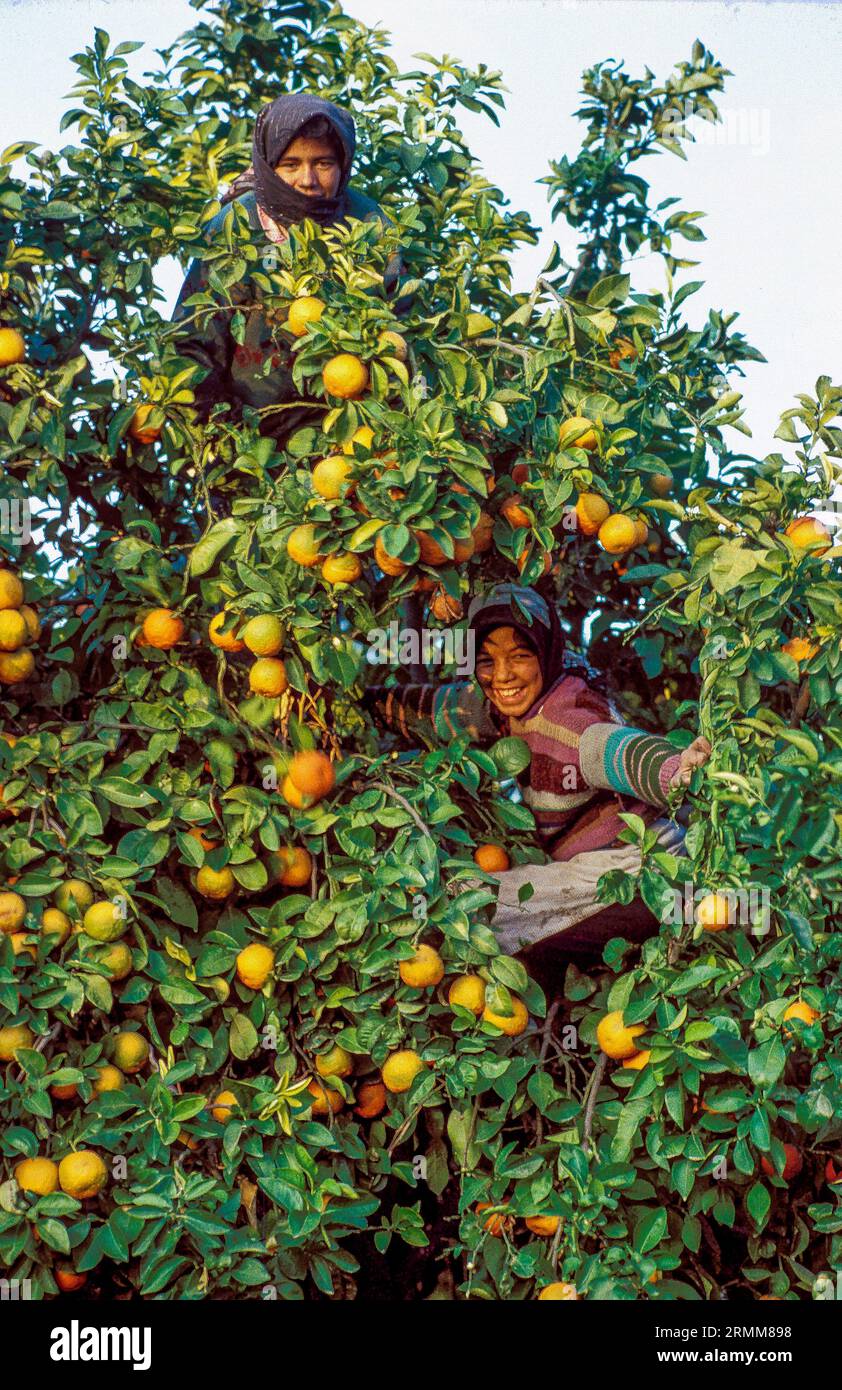 Morocco; Girls picking oranges. Stock Photo