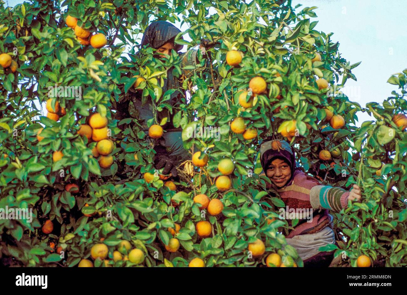 Morocco; Girls picking oranges.. Stock Photo