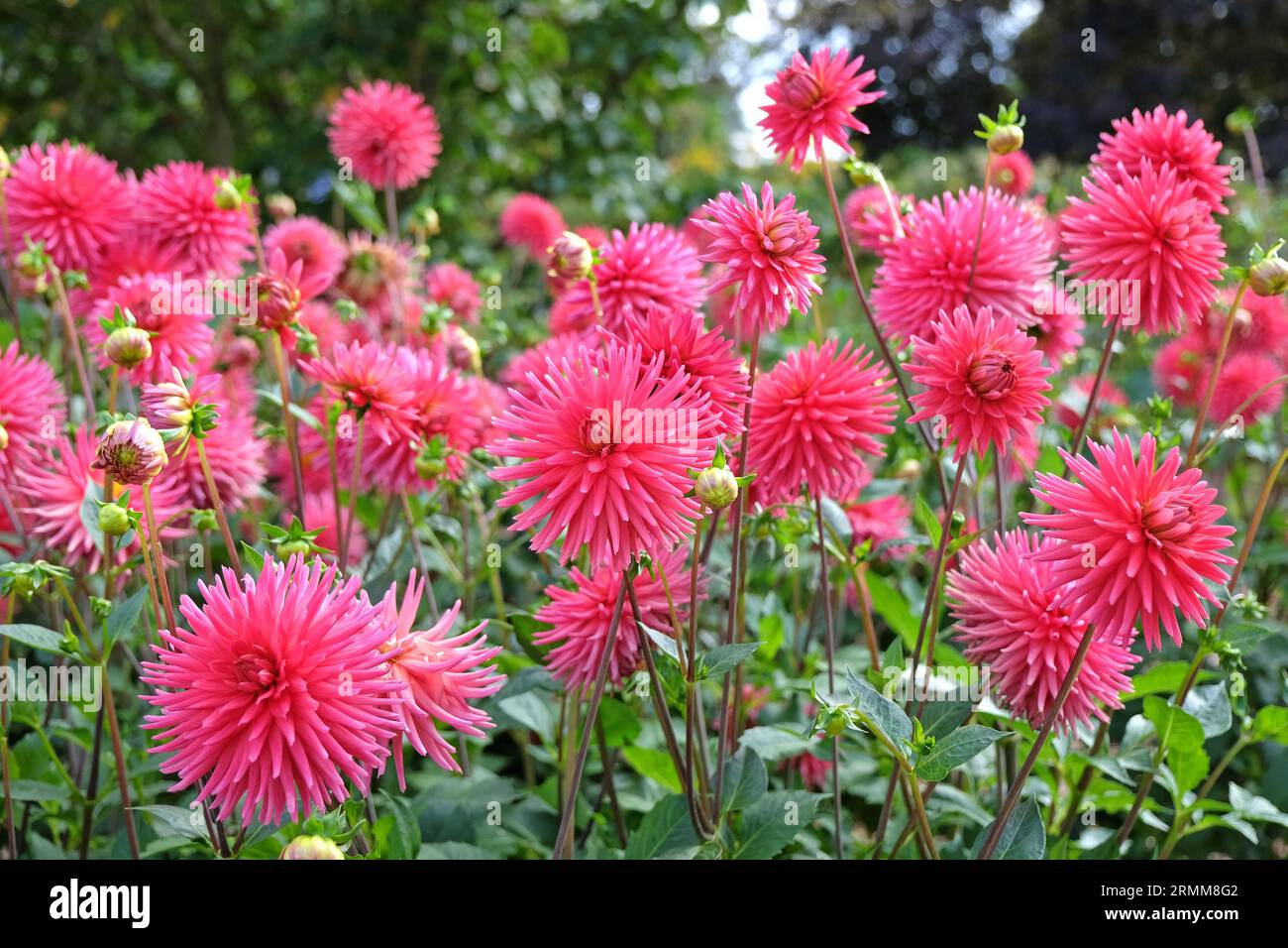Red pink miniature cactus dahlia 'Josudi Hercules' in flower. Stock Photo