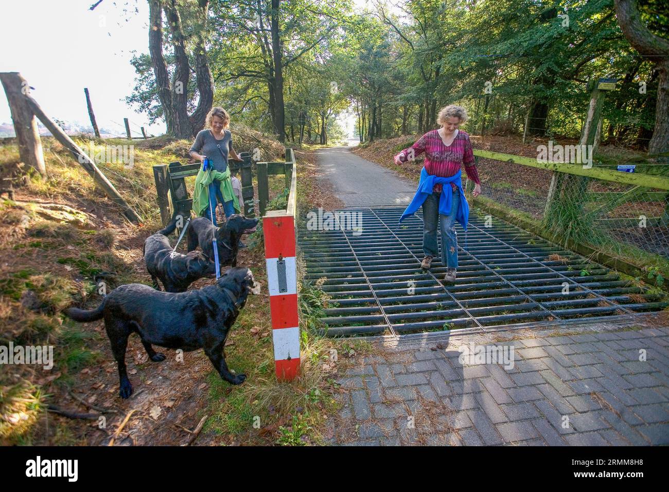 Netherlands, Veluwe national park - walkers with dogs at a cattle 