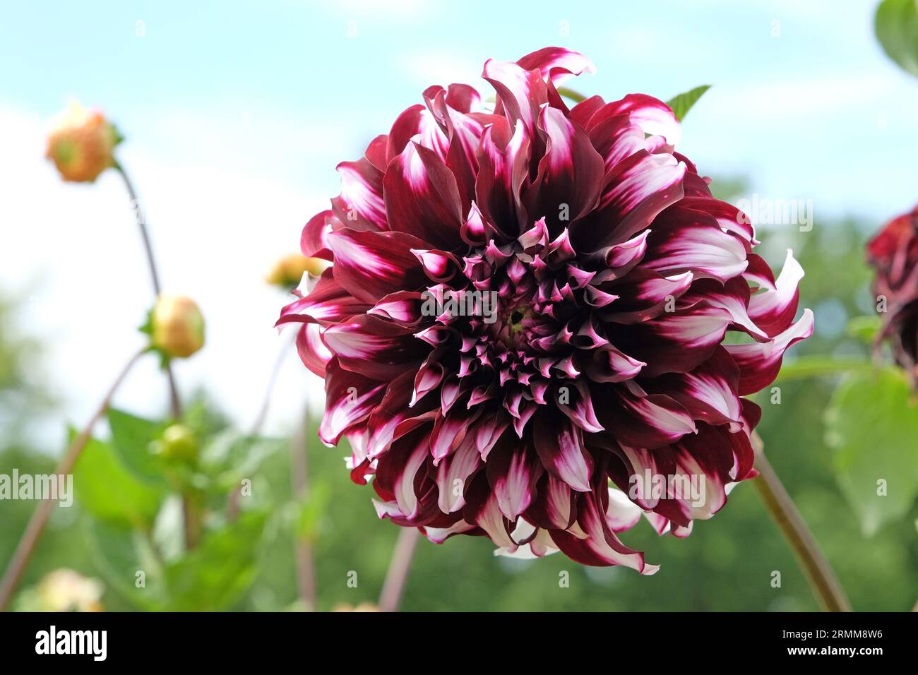 Dinnerplate dahlia hi-res stock photography and images - Alamy