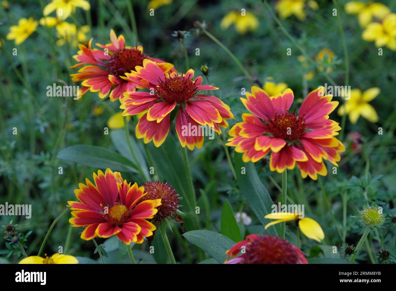 Red with a yellow fringe Gaillardia pulchella, also known as firewheel, Indian blanket, Indian blanket flower, in bloom. Stock Photo