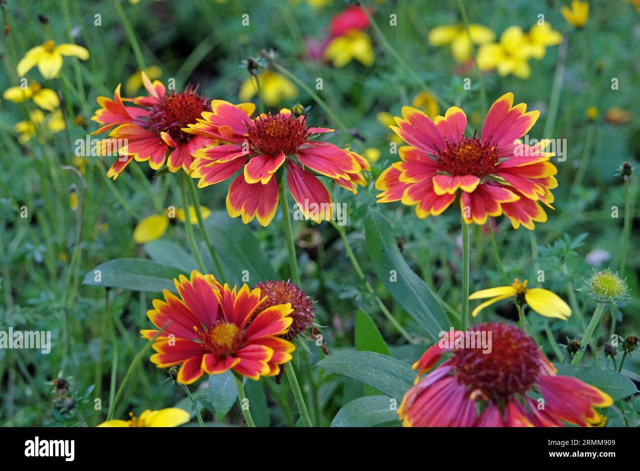 Red with a yellow fringe Gaillardia pulchella, also known as firewheel, Indian blanket, Indian blanket flower, in bloom. Stock Photo