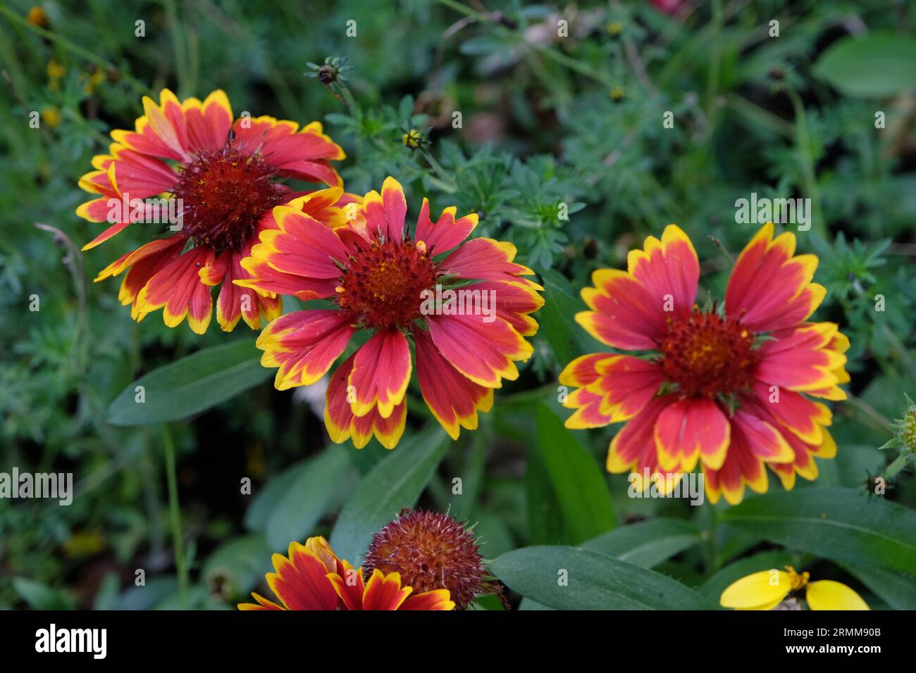 Red with a yellow fringe Gaillardia pulchella, also known as firewheel, Indian blanket, Indian blanket flower, in bloom. Stock Photo