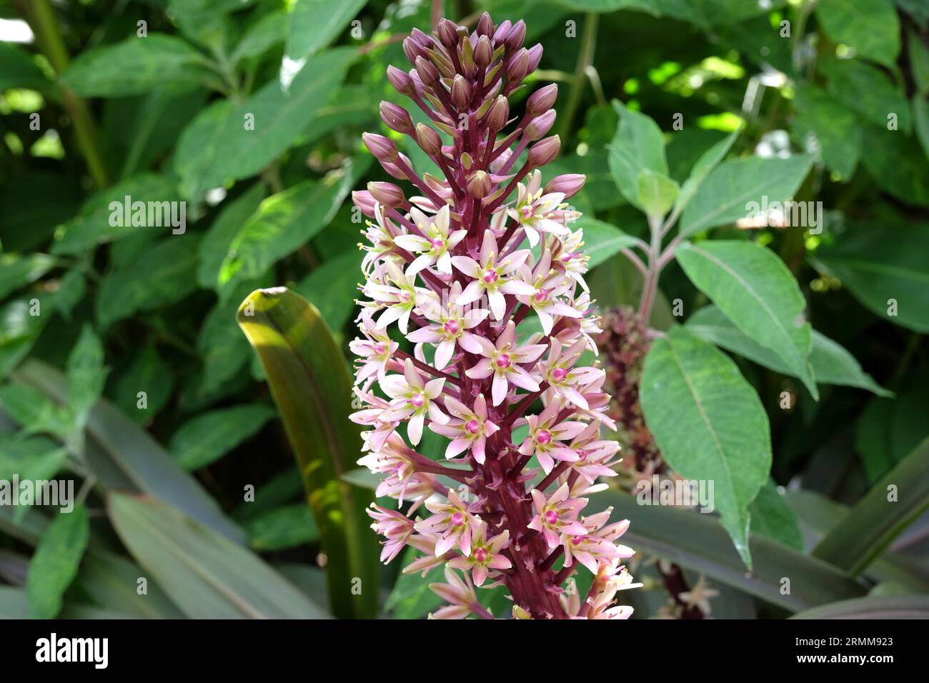 Purple and cream pineapple lily, 'Dark Star' in flower Stock
