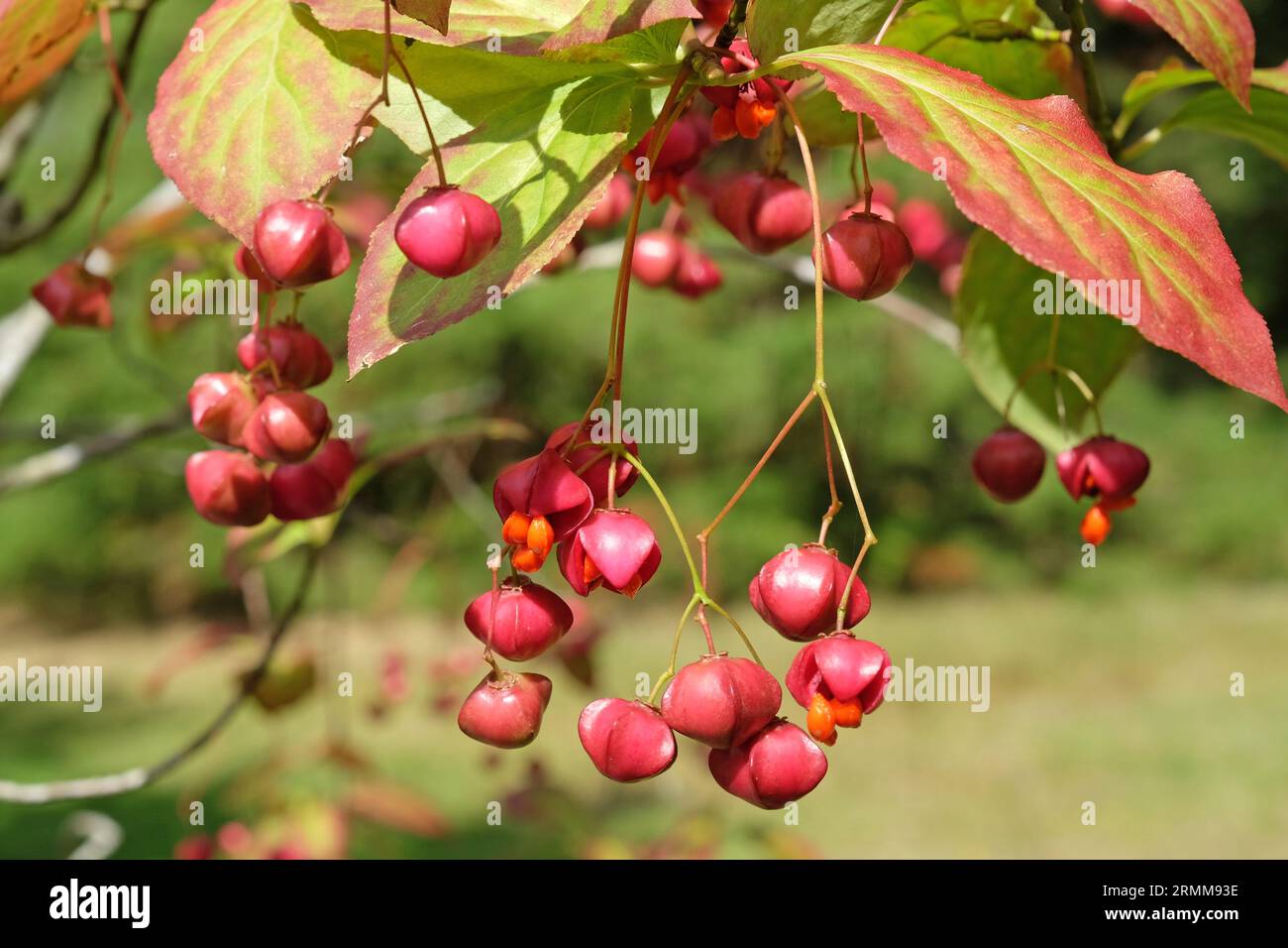 The red fruit of the Euonymus planipes, or a spindle tree. Stock Photo