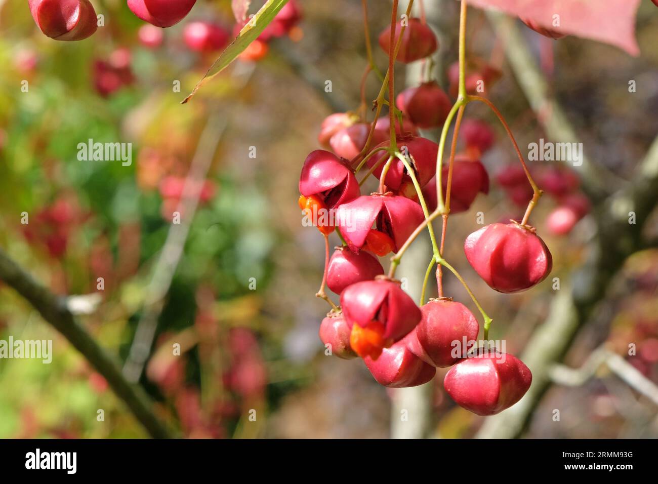 The red fruit of the Euonymus planipes, or a spindle tree. Stock Photo