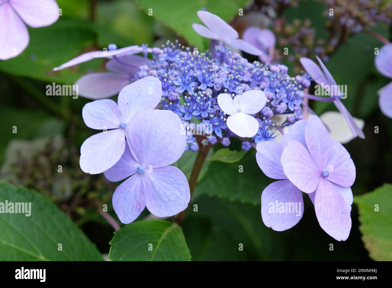 Garden hydrangea lace cap hydrangea hi-res stock photography and images ...