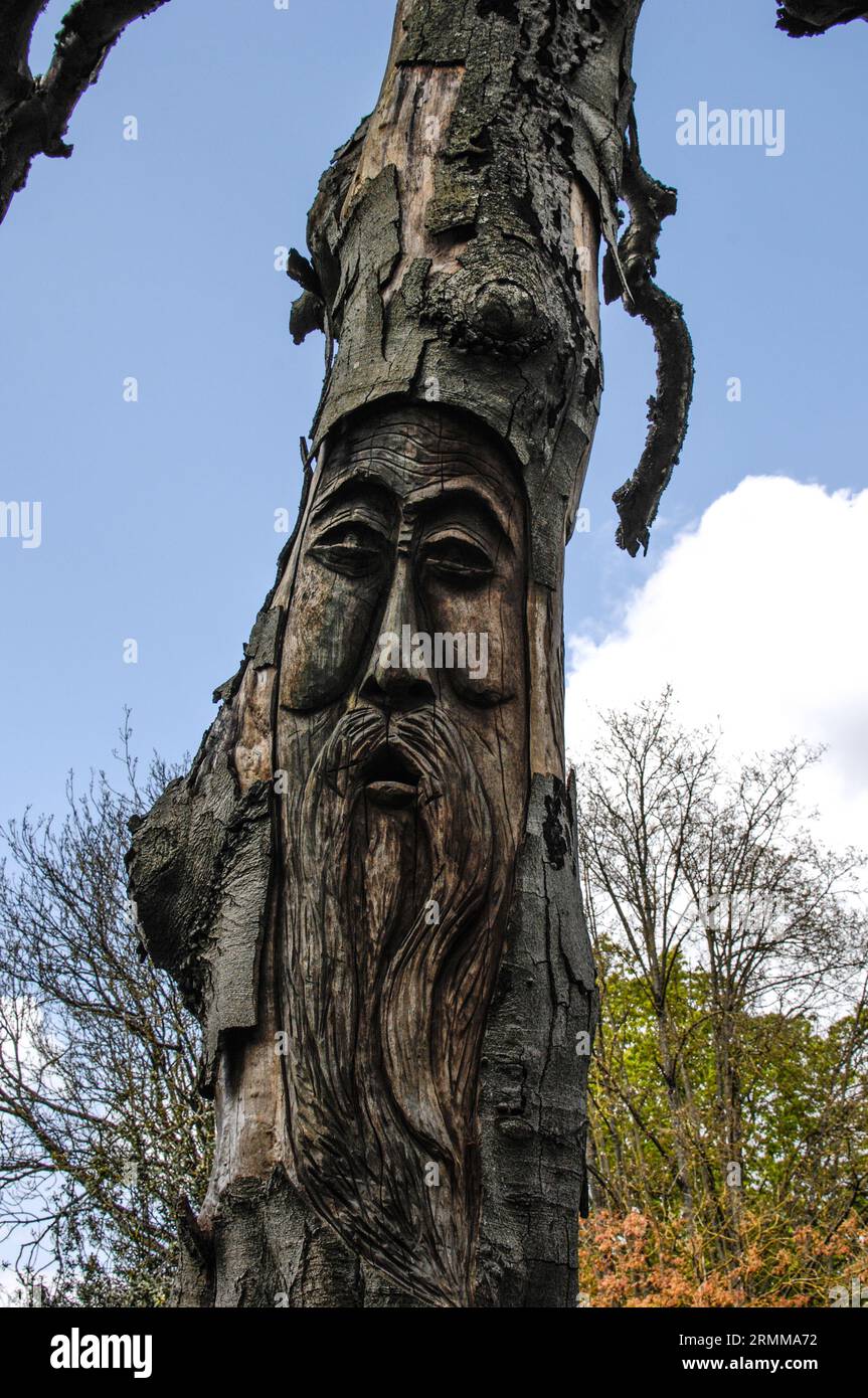 TREE TRUNK - WOOD CARVING - SCULPTED TREE TRUNK - WOODEN SCULPTURE - CAMBRAI FRANCE © photography : Frédéric BEAUMONT Stock Photo