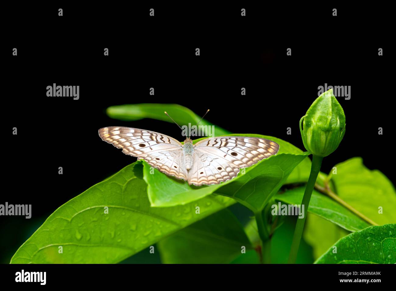 A White Peacock butterfly sunning itself on a leaf with black ...
