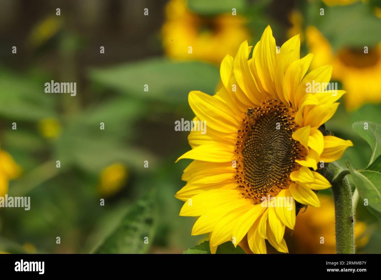 Yellow sunflowers. Field of sunflowers, rural landscape Stock Photo - Alamy