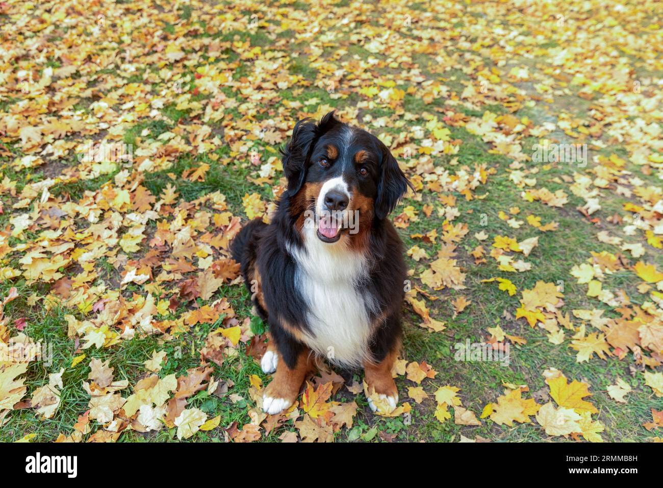 A happy and smiling Bernese Mountain Dog Stock Photo