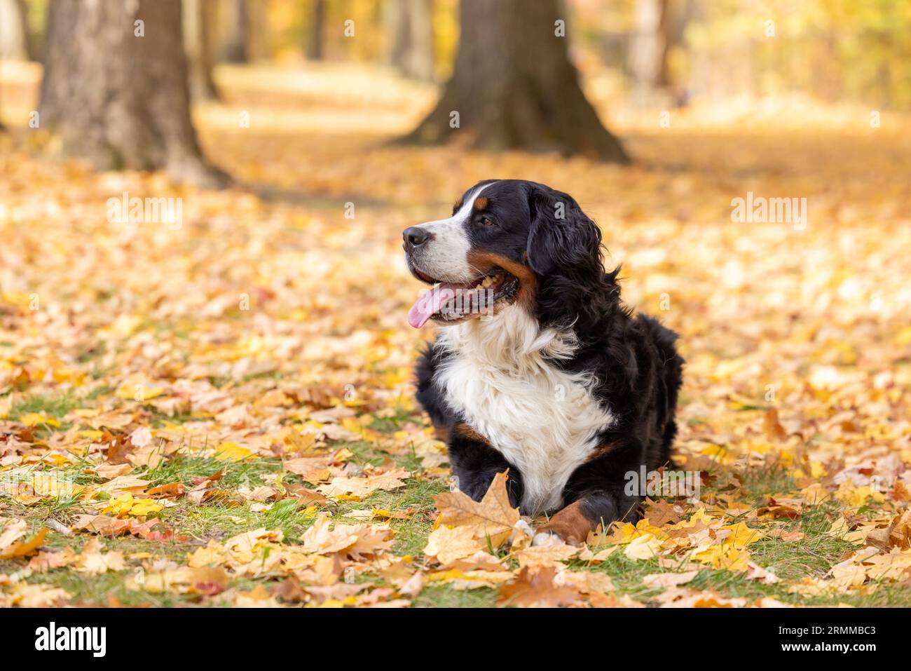 A happy Bernese Mountain Dog looks off to the side while lying down in a carpet of fall colored leaves Stock Photo
