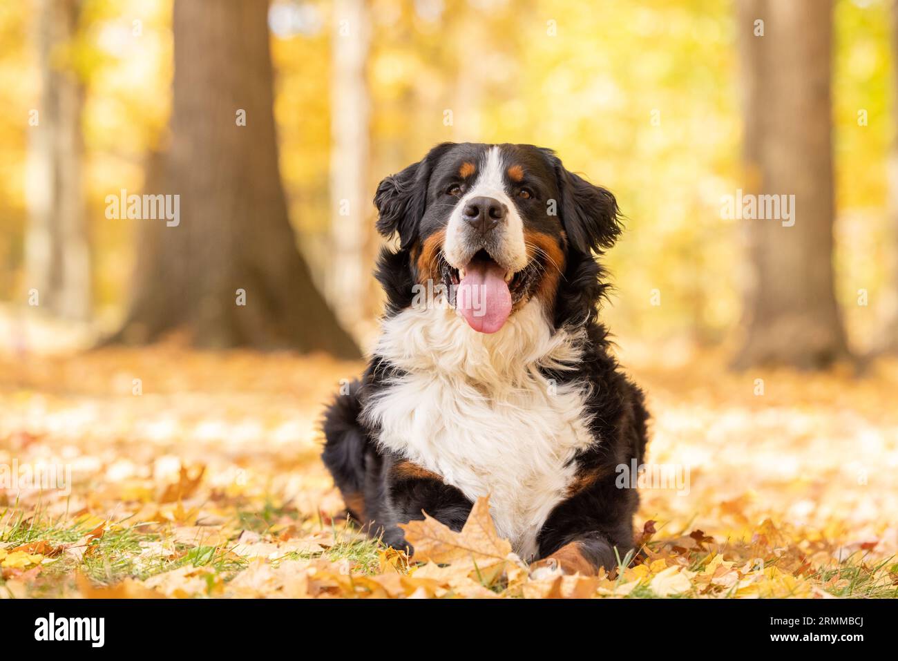 A happy Bernese Mountain Dog relaxes in a sunny fall forest. Stock Photo