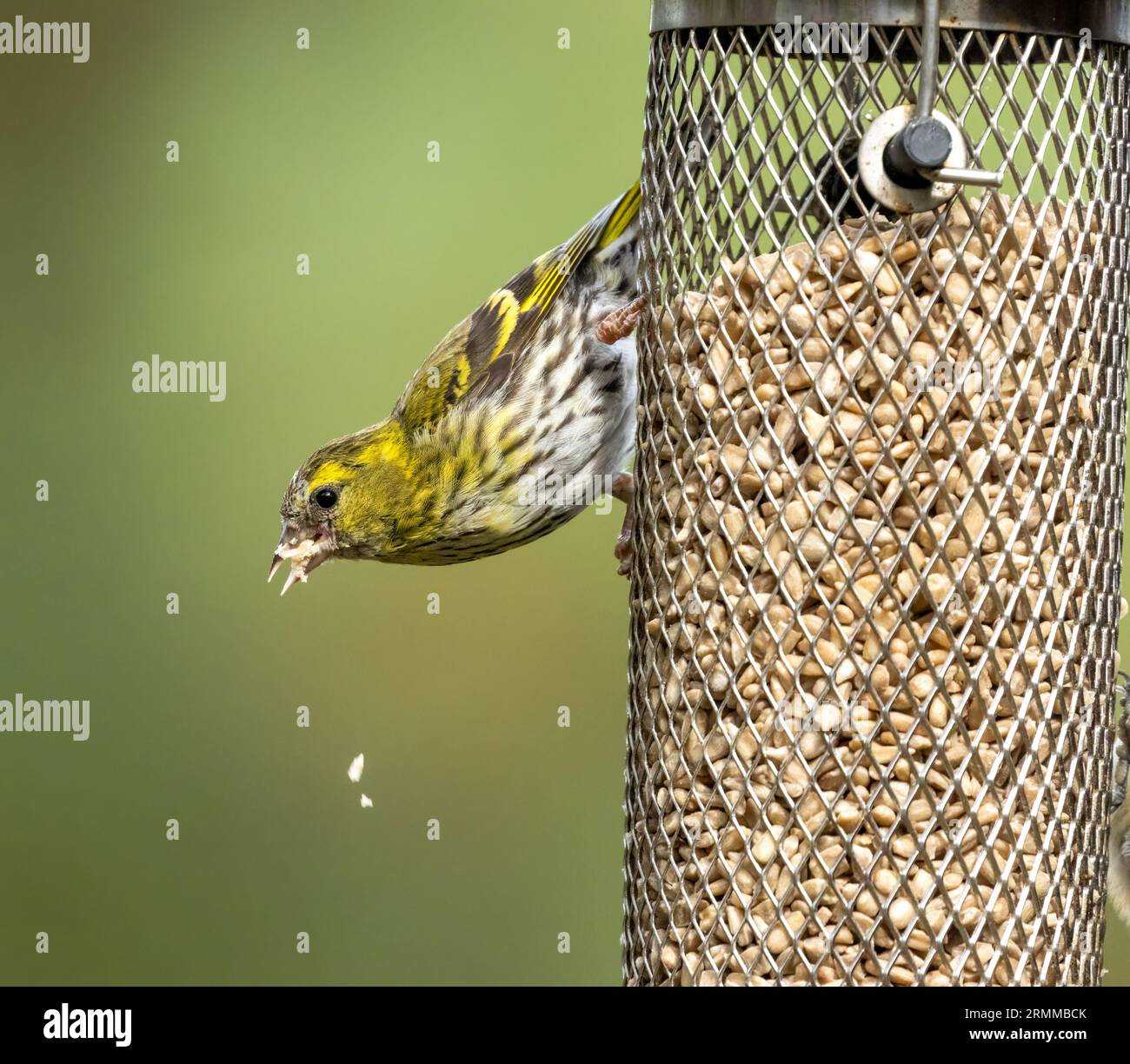 Female siskin, brightly coloured black and yellow bird on a sunflower heart feeder in the woodland Stock Photo