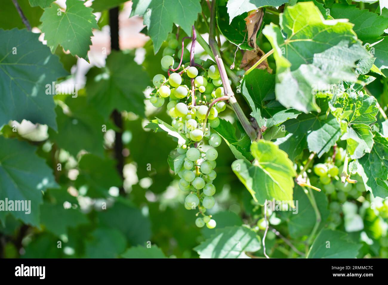 Grape trellis hires stock photography and images Alamy