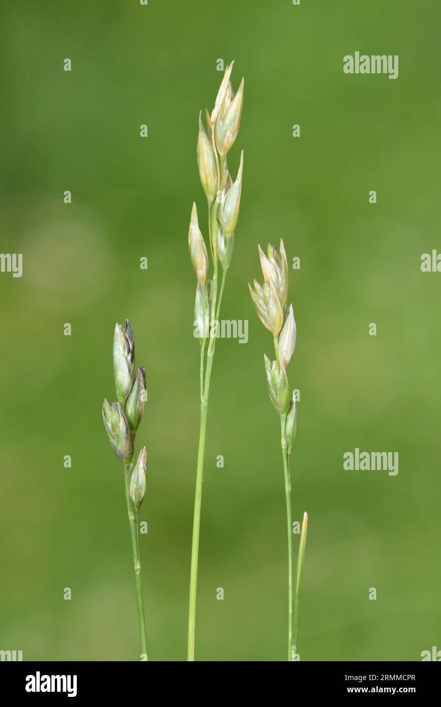 Heath-grass - Danthonia decumbens Stock Photo