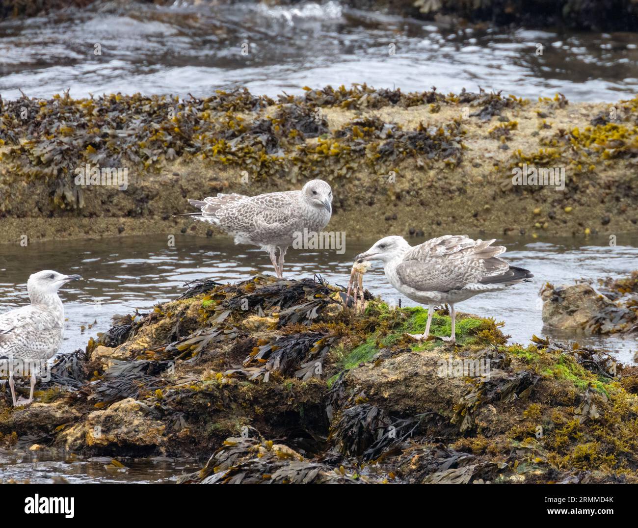 Gulls eating shellfish hires stock photography and images Alamy