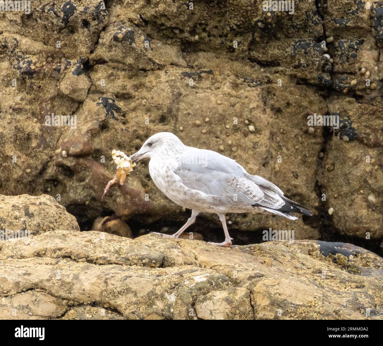 Gulls beak hi-res stock photography and images - Alamy