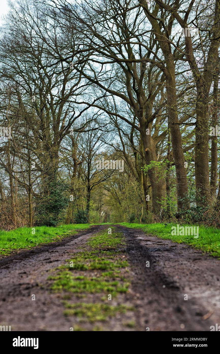Winding forest road cutting hi-res stock photography and images - Alamy