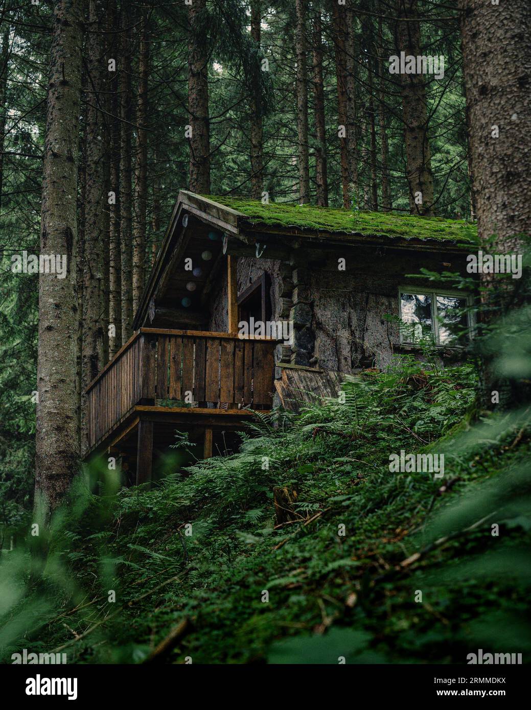 A wooden cabin situated in a peaceful forest setting with lush green ...