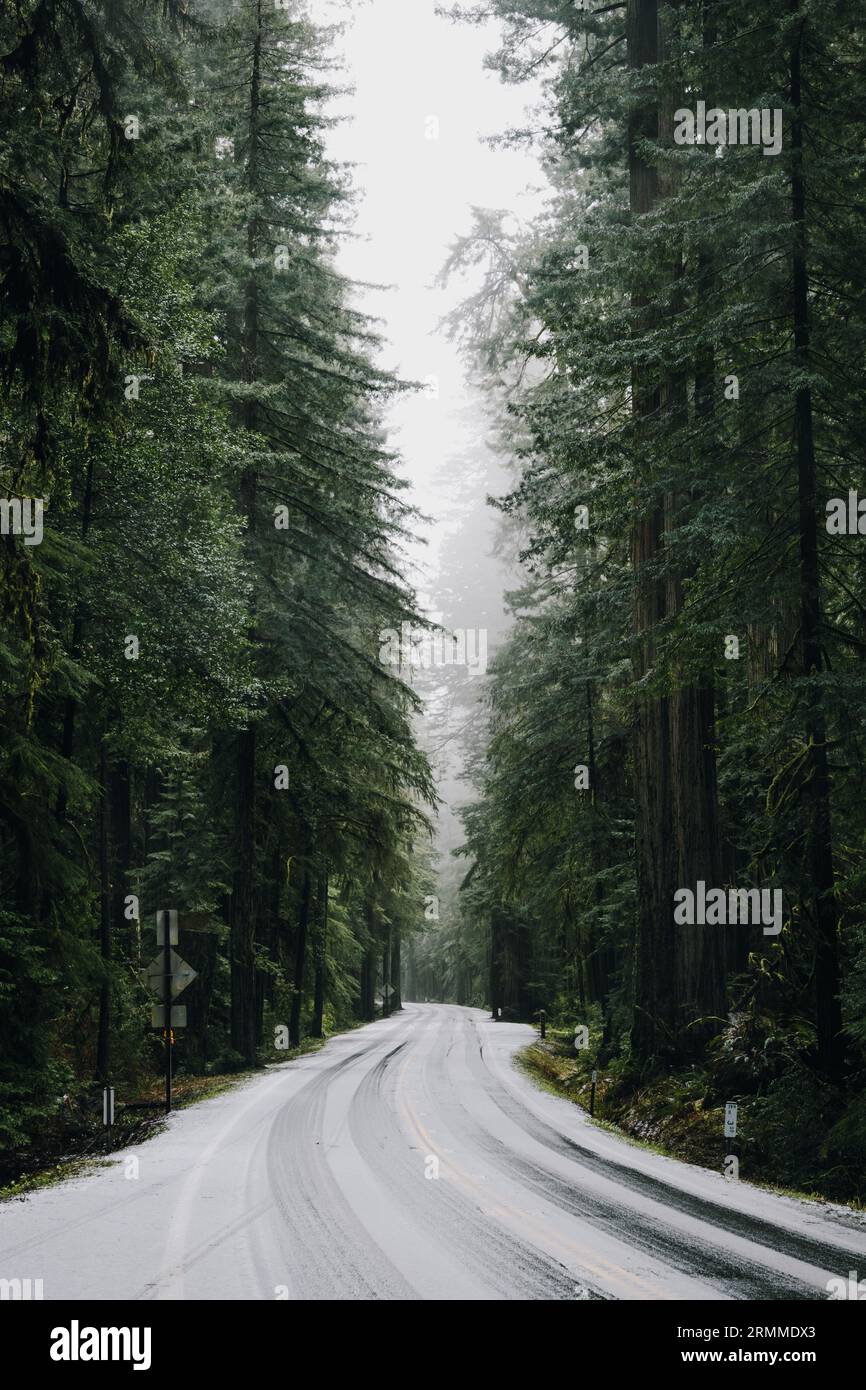 Jedediah Smith State Park Stock Photo Alamy