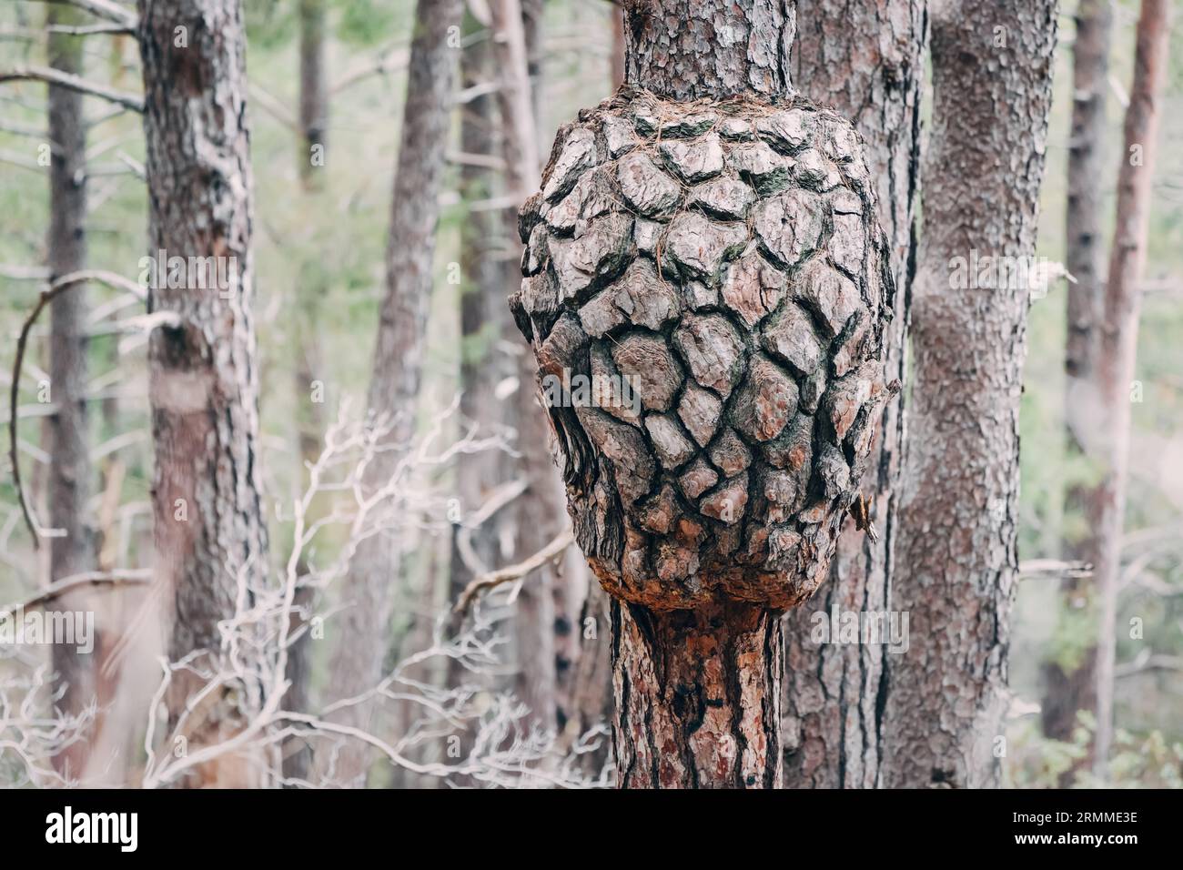 Intriguing tree burl amidst the forest: A natural outgrowth on the trunk, blending with the bark's textures and surrounded by greenery. Stock Photo