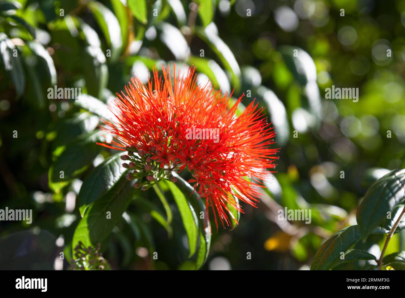 Close-up on a Combretum constrictum. Stock Photo