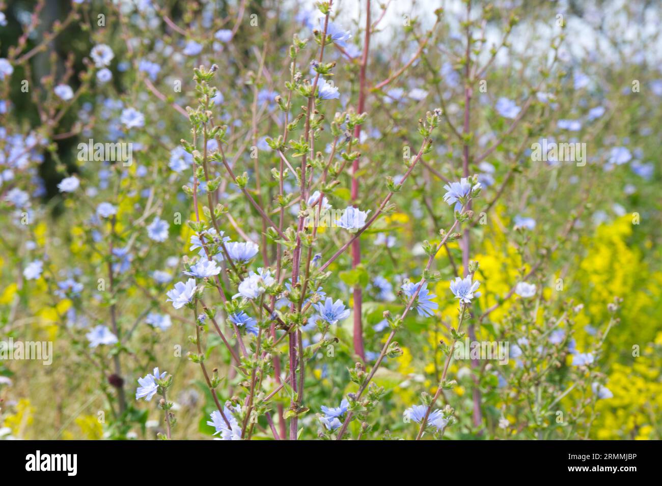 Chicory , Cichorium intybus, and other wild flowers on waste ground Calais, France Stock Photo