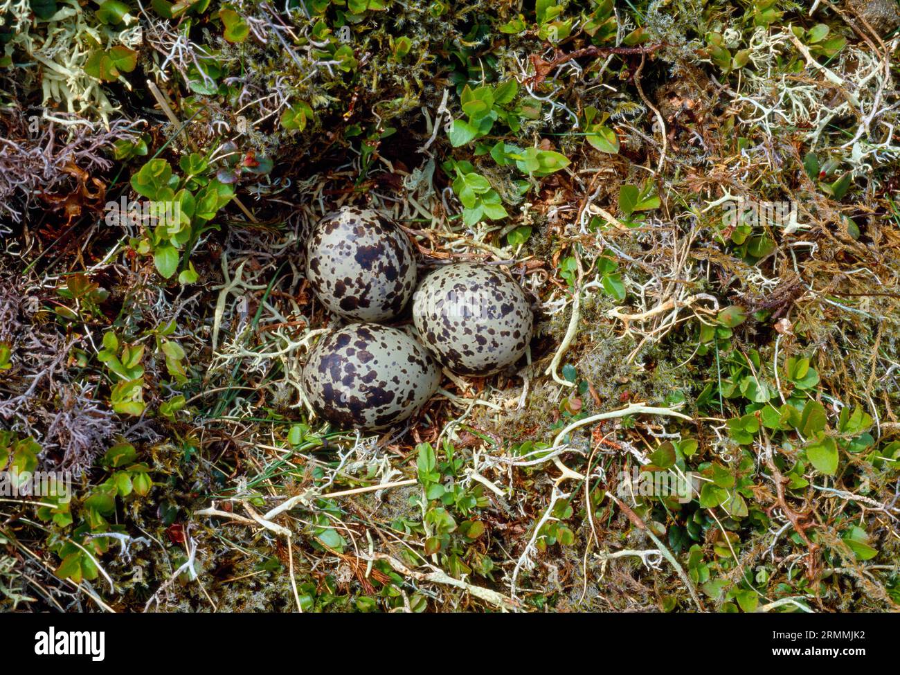 Dotterel (Charadrius morinellus) nest with eggs, Cairngorms National Park, Scotland, June 2005 Stock Photo