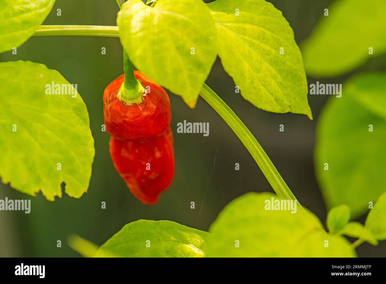 The ghost pepper Bhut Jolokoa with ripe fruit Stock Photo