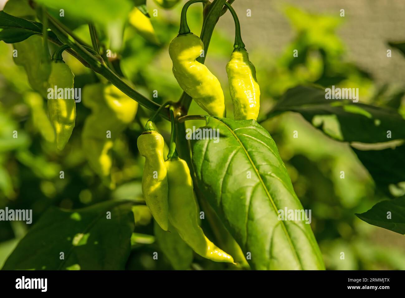 The ghost pepper Bhut Jolokoa with yellow variation, ripening fruits Stock Photo