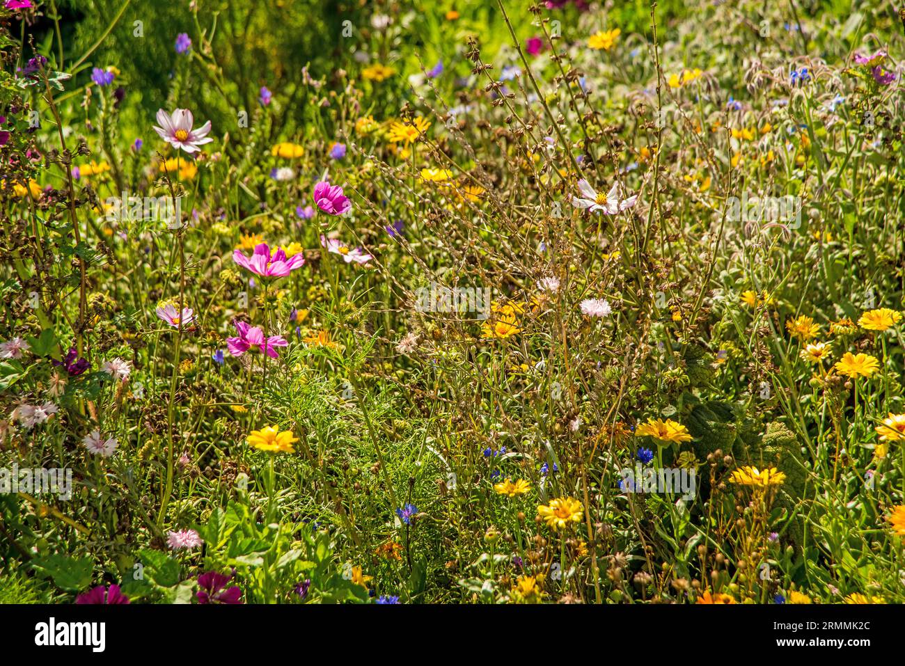 meadow with a lot of colorful flowers, cultivated for species protection and insects Stock Photo