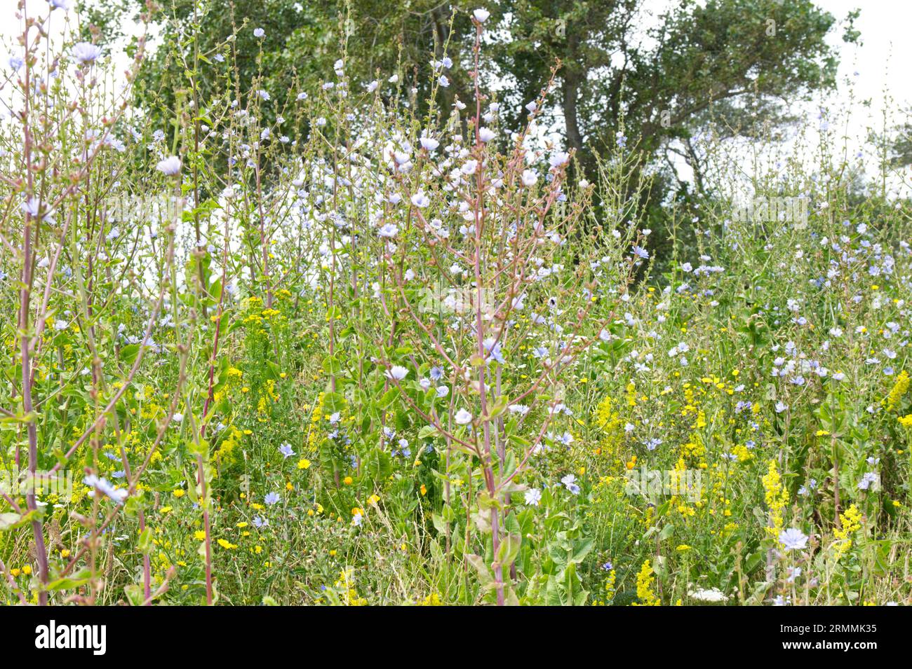 Chicory , Cichorium intybus, lady's bedstraw, Galium verum,  and other wild flowers on waste ground Calais, France on waste ground Calais, France Stock Photo