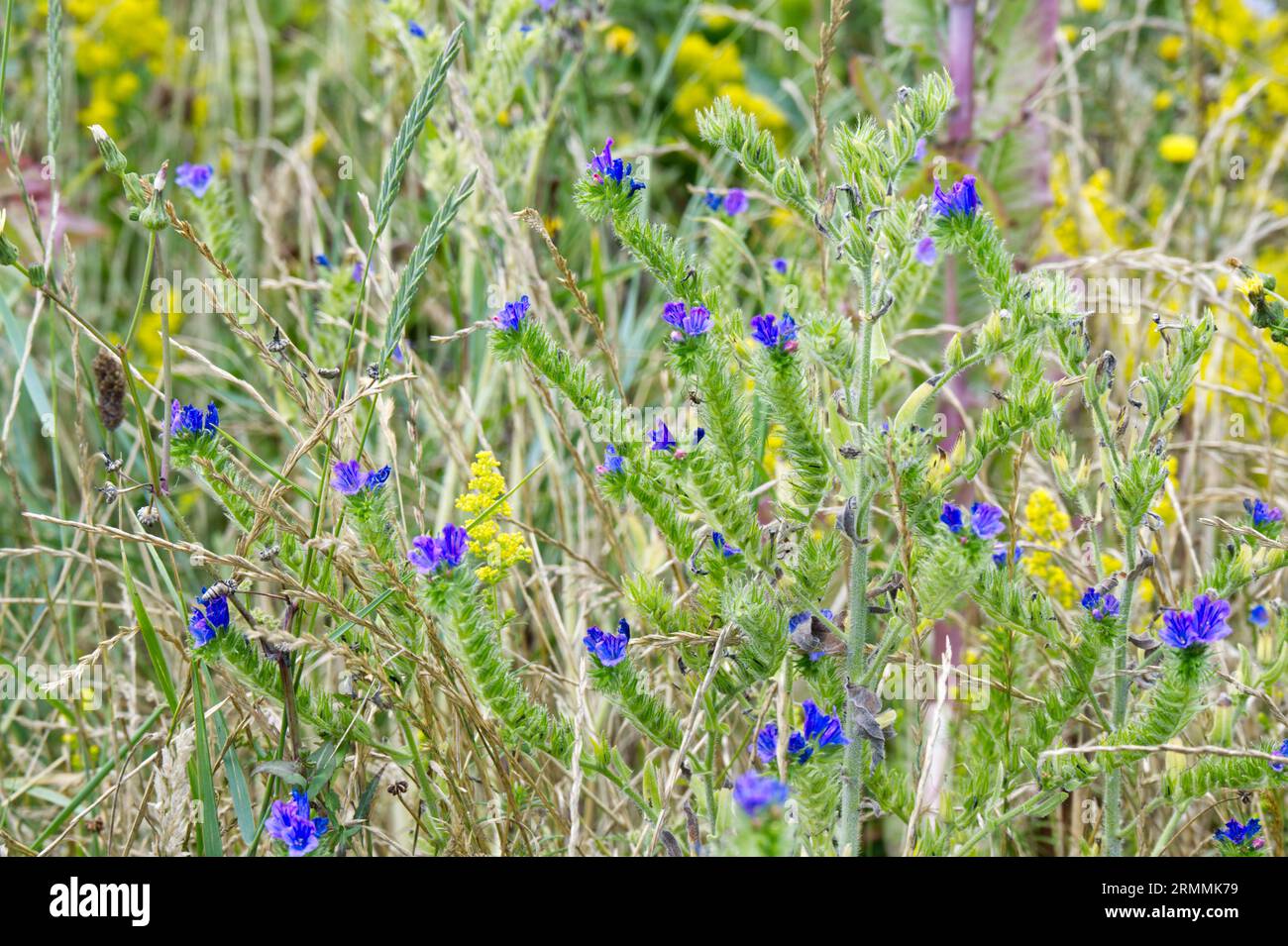 Viper's Bugloss, Echium vulgare and lady's bedstraw, Galium verum,  and other wild flowers on waste ground Calais, France Stock Photo