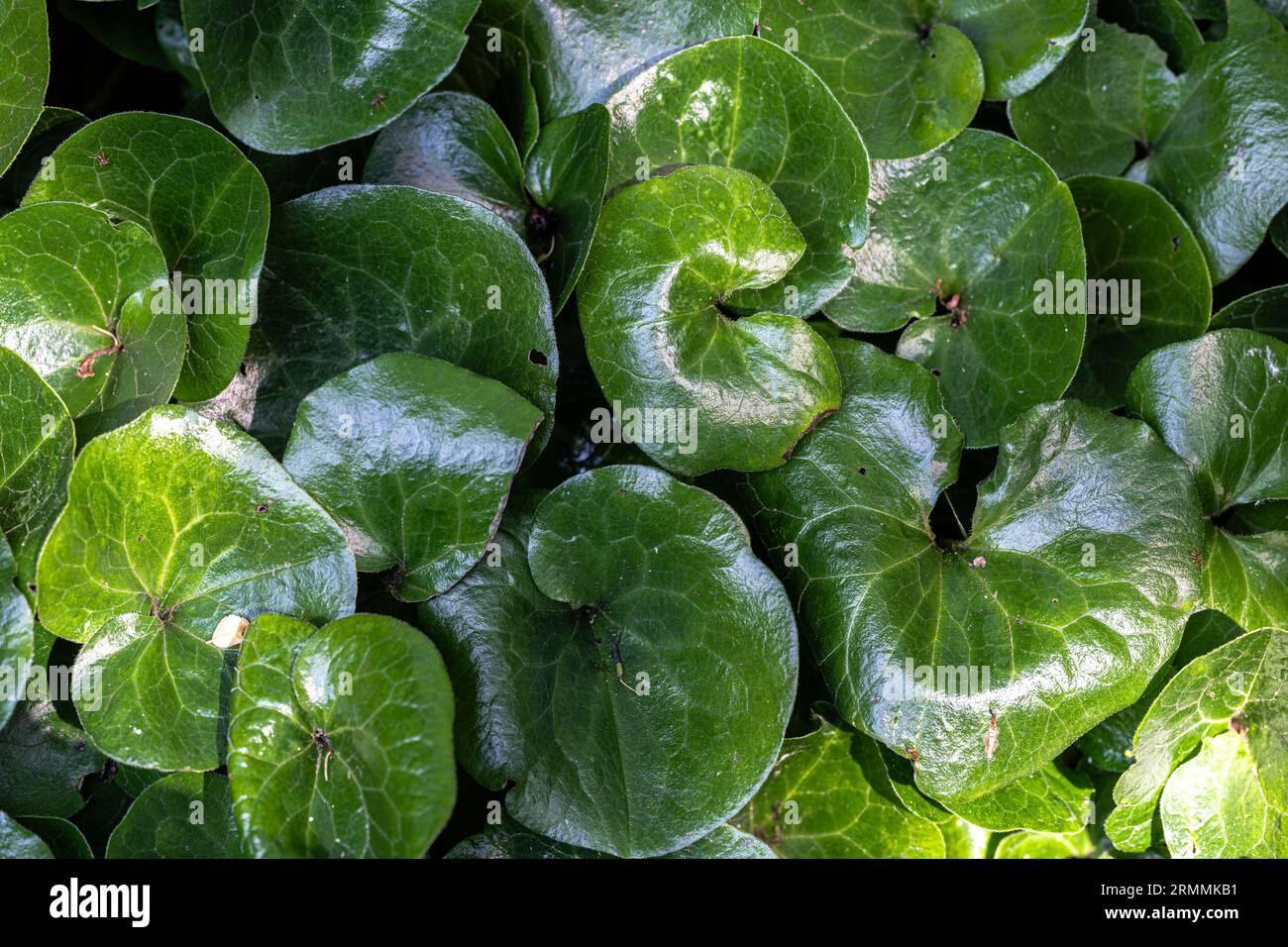 Leaves of European Wild Ginger (Asarum europaeum) Stock Photo