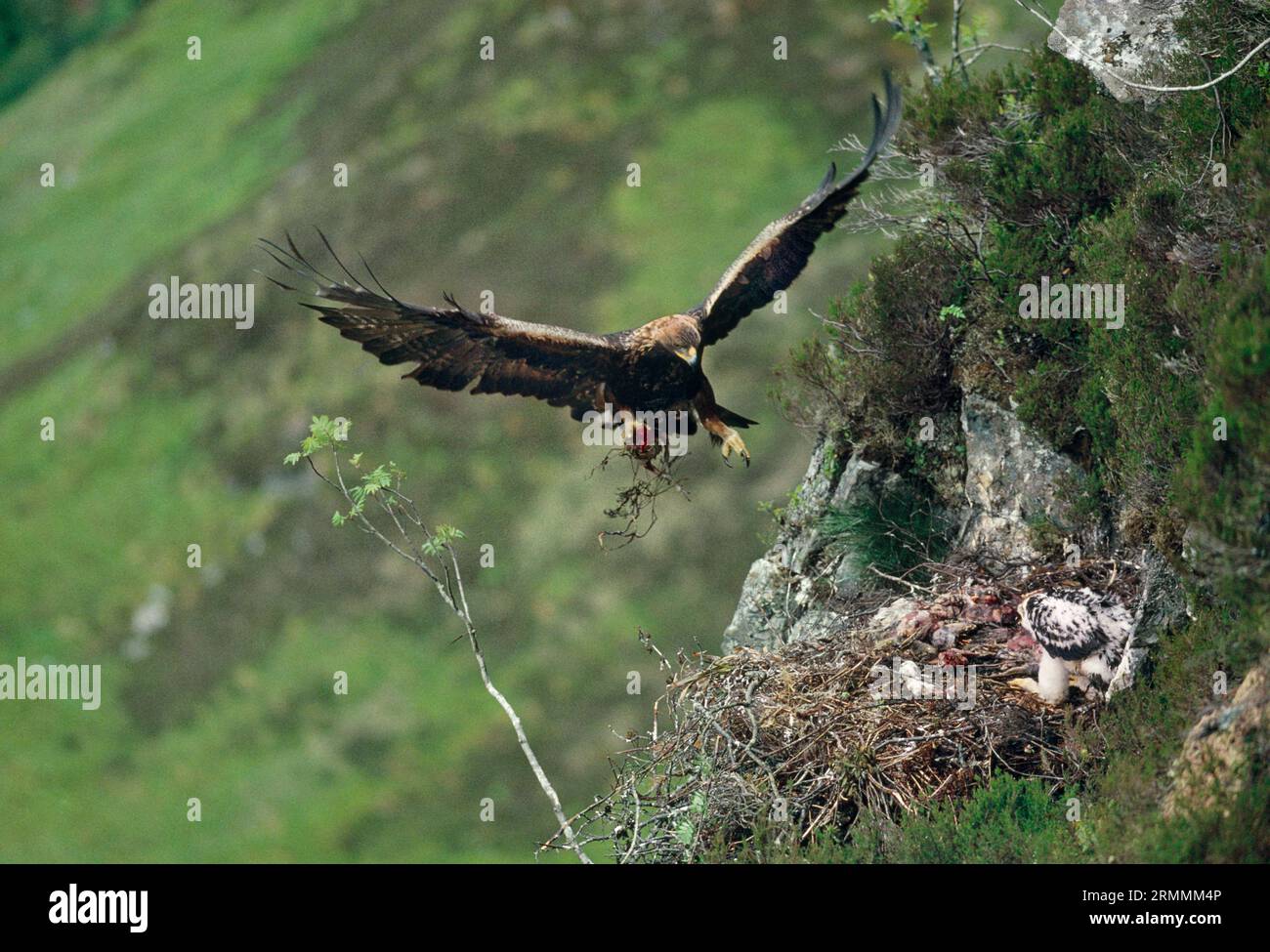 Golden Eagle (Aquila chrysaetos), Male arriving at eyrie with plucked red grouse to feed chick, Lochaber, Scotland, June 1995 Stock Photo