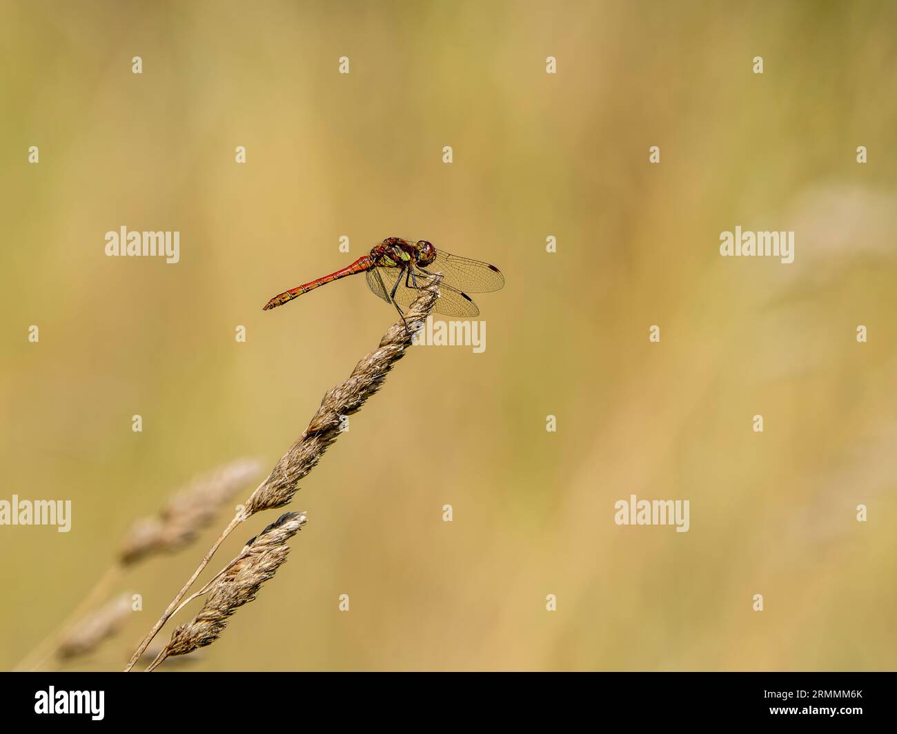 Norfolk Insects Insect nature norfolk hi-res stock photography and images - Alamy