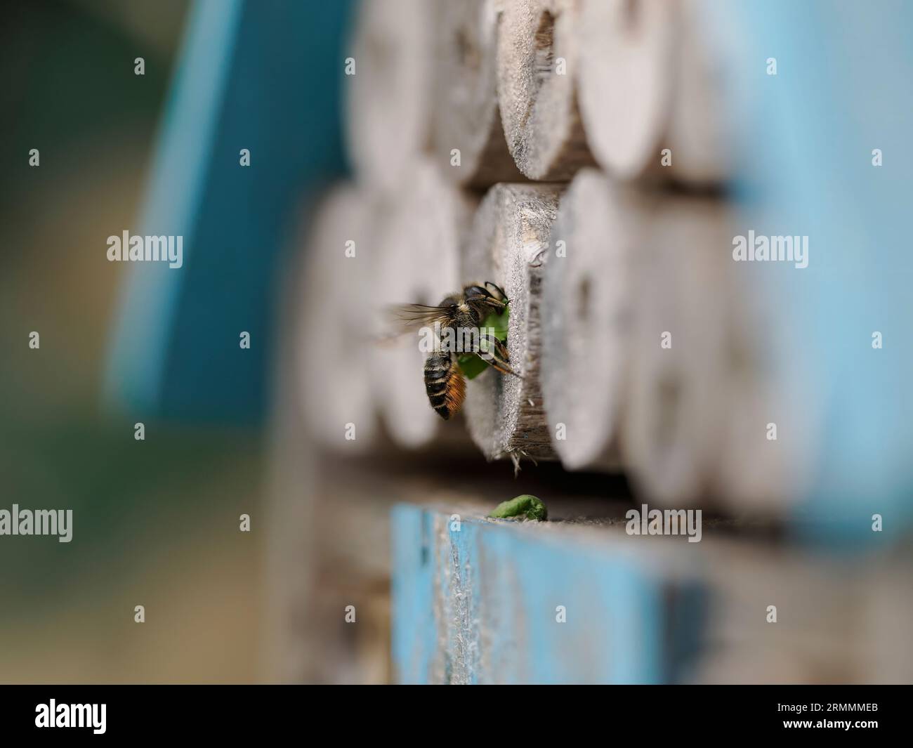 A Leaf Cutter Bee carrying leaf section to the bee hotel and sealing the nesting tubes Stock Photo