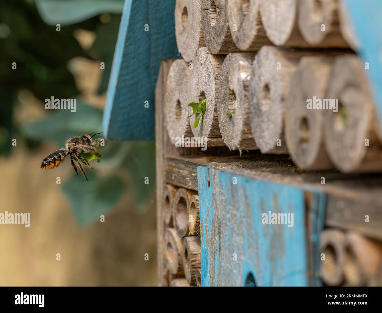 A Leaf Cutter Bee carrying leaf section to the bee hotel and sealing the nesting tubes Stock Photo