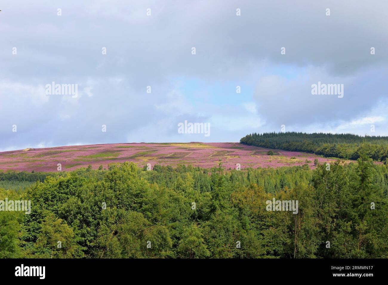 Trees nd flowers hi-res stock photography and images - Alamy