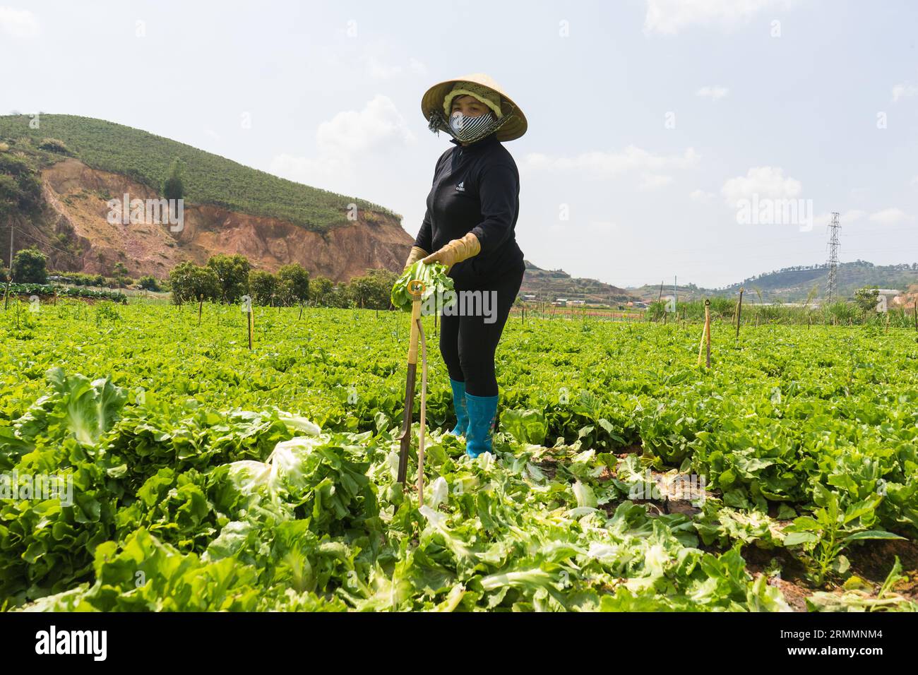 Masked men and women in Da Lat harvest lettuce in their lettuce fields on the outskirts of Da Lat Vietnam and pack it into plastic vegetable baskets Stock Photo